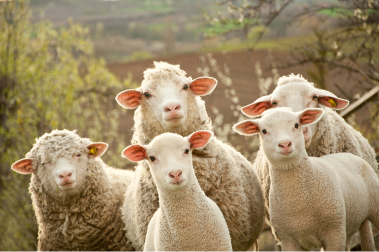 Sac à dos à couches - Mouton naturel